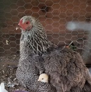 Meet your Posher, Mia